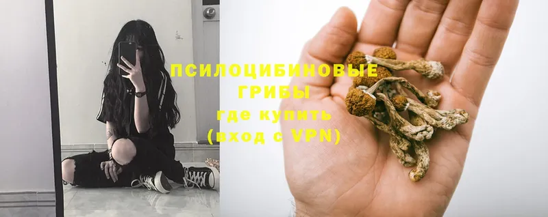 Псилоцибиновые грибы Psilocybine cubensis  закладка  Белая Калитва 